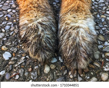 Dirty And Muddy Front Paws Of Australian Shephed Dog On The Ground,after Digging A Hole In The Garden,Spring Time.