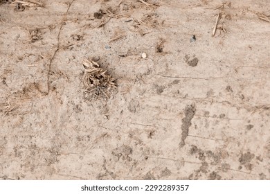 dirty muddy ground with pieces of woods and rocks. muddy ground texture background. riverside ground texture. The texture of the mud, wet soil. 