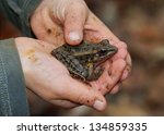 Dirty, muddy hands of a young boy holding a frog, Lithobates palustris