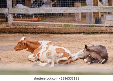 Premium Photo  Close up of cow sleeping on dry straw in the farm.