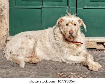 A Dirty Mutt Dog On A Street.