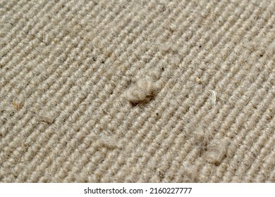 Dirty Old Rug Or Carpet With Cat Scratching, Pet Hair, Human Hair And Lots Of Dust On It. Pulled Rug Threads Background.  Photo Can Be Used For The Concept Of How To Clean And Repair The Carpet. 