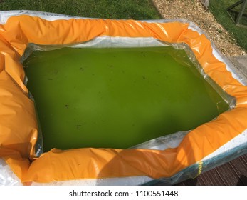 Dirty Paddling Pool In The Garden