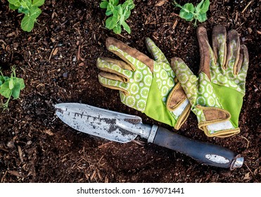 Dirty Pair Of Garden Gloves With Shovel On Top Of Soil. Top View. Multiple Pea Seedlings  Or Pisum Sativum Macrocarpon Group Are Visible. Gardening Concept.