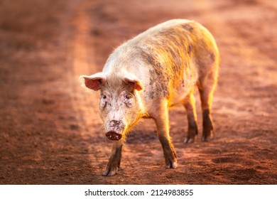 A Dirty Pig On A Dirt-road In Northern Territory, Australia, At Sunrise.