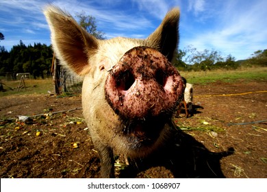 Dirty Pig Snout