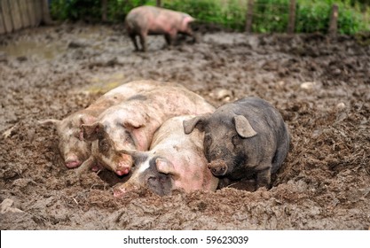 dirty pigs laying in the mud