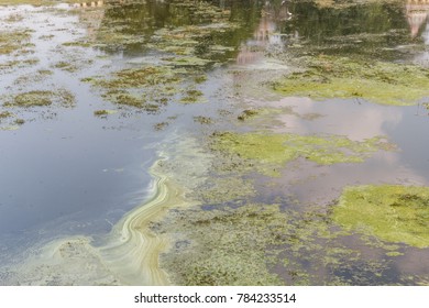 Pond Ecosystem Stock Images, Royalty-Free Images & Vectors | Shutterstock