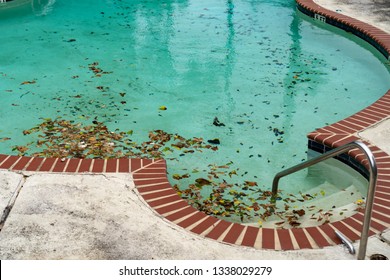 Dirty Pool Covered In Leaves