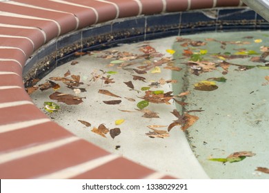 Dirty Pool Covered In Leaves