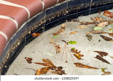 Dirty Pool Covered In Leaves