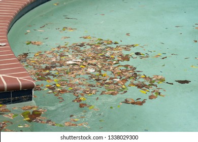 Dirty Pool Covered In Leaves