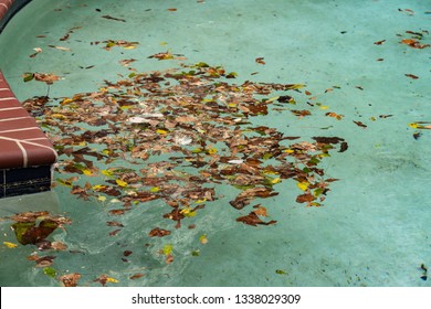 Dirty Pool Covered In Leaves