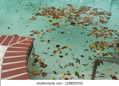 Dirty Pool Covered In Leaves