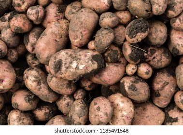 Dirty potato tubers with earth background texture