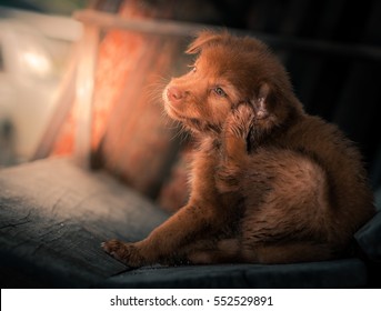 Dirty Puppy Dog Scratching Head,brown Puppy Dog Resting On Wooden Chair After Play All Day.