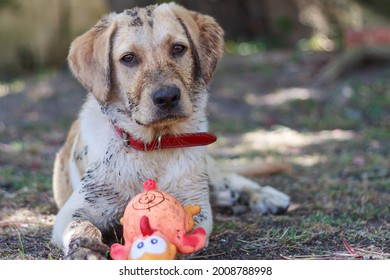 Dirty Puppy Sitting In The Shade With His Toy 