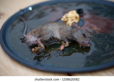 Dirty Rat Mouse Glue Stick On Stock Photo 1338620582 | Shutterstock