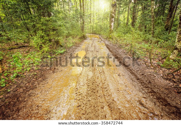 Dirty road in the deep\
spring forest.