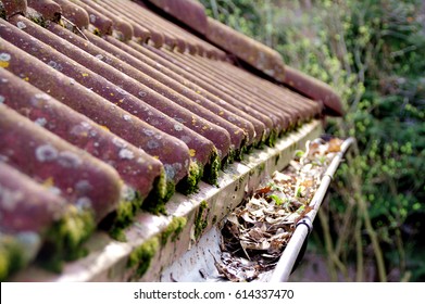 Dirty roof with dense moss and gutter with leaves requiring cleaning