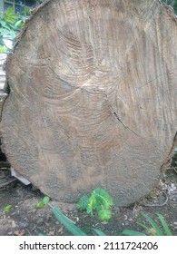 Dirty And Sandy Wood Texture Of Cutted Tree Trunk.