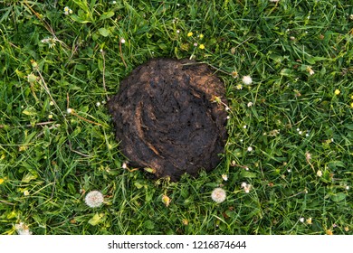 Cow Compost Stock Photos Images Photography Shutterstock