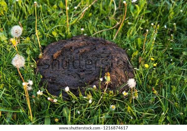 Dirty Smelly Cow Shit Grass Cow Stock Photo Edit Now 1216874617