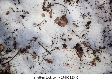 Dirty Snowmelt In The Spring Close-up.