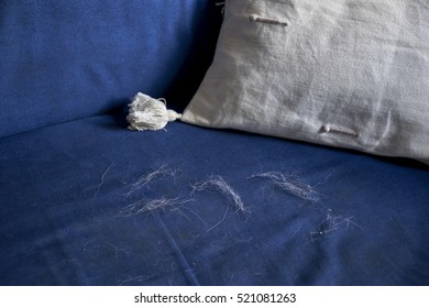 Dirty sofa from animal hair. 