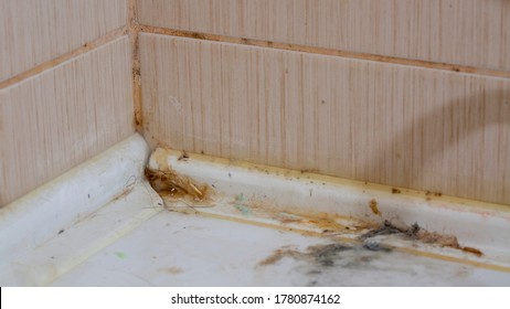 Dirty stains and mildew on the tiles in the corner of the bathroom.
