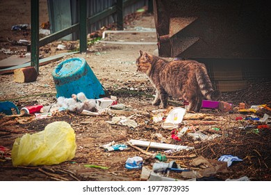 Dirty stray cat exploring litter waste near trash dumpster in ghetto