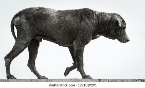 Dirty Stray Dog Skin Disease On Stock Photo 1221820291 | Shutterstock