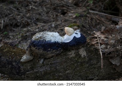 Dirty Stuffed penguin left in the forest to decay.