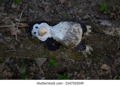 Dirty Stuffed penguin left in the forest to decay.