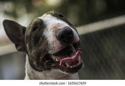 Dirty and tired English Bull Terrier with his tongue out - Shutterstock ID 1635617659