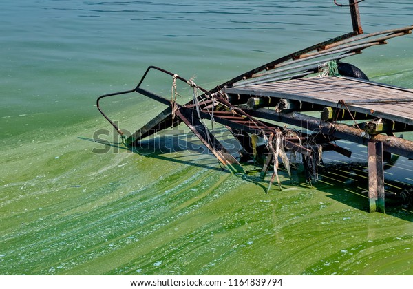 Dirty water. Bad\
ecology. Cyanobacteria