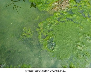 Dirty Water Goes Farming Watercanalalgae Polluted Stock Photo 