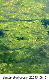 Dirty Water With Old Dirty Algae. Sour Water In A River, Pond Or Pool. Poor Water Care, Disturbing Ecology