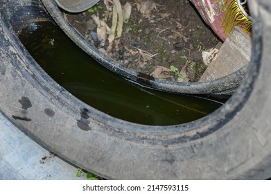 Dirty Water That Pools In Old Car Tires. Danger To Health. Mosquito Breeding Grounds.