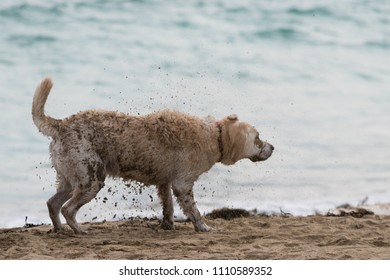 Dirty, Wet Dog Shaking Off Sand On The Beach With Ocean In Background