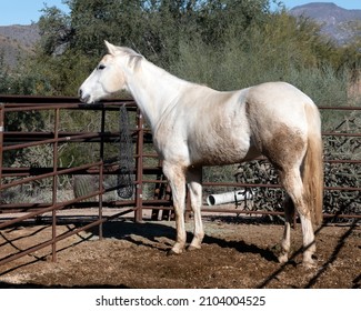 A Dirty White Horse In An Arizona Corral