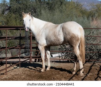 A dirty white horse in an Arizona corral