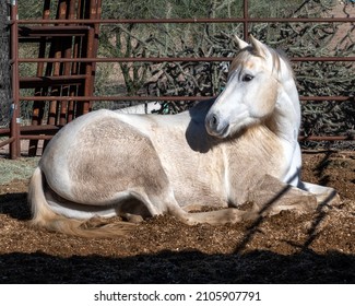 A Dirty White Horse In An Arizona Corral