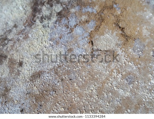 Dirty White Mold On Wooden Floor Stock Photo Edit Now 1133394284