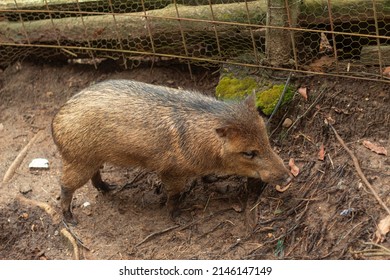 A Dirty Wild Pig On Wet Ground