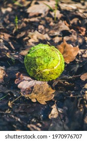 Dirty Yellow Tennis Ball For Dog