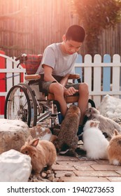 Disabled Child Sitting On Wheel​chair​ Feeding Rabbits In Zoo,Boy Smile With Happy Face Look At The Cute Animals,Lifestyle In Education Age Of Disabled Children, Happy Disability Kid Activity Concept.