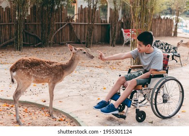 Disabled child sitting on wheel​chair​ feeding deers in zoo, Boy smile with happy face look at the cute animals, Lifestyle in education age of disabled children, Happy disability kid activity concept.