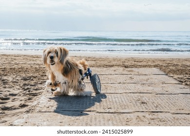 Disabled Dog Enjoying the Beach on Wheelchair