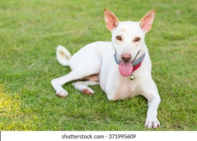 Disabled Dog Three Legs Smiling